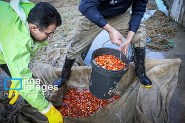 Cría de peces dorados