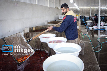 Cría de peces dorados