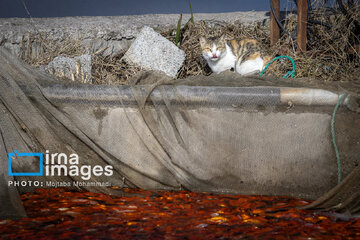 Cría de peces dorados