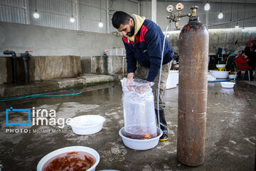 Cría de peces dorados