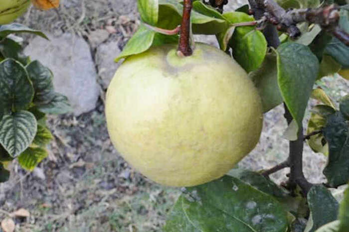 «بِه آفرید»، امید تازه باغداران برای افزایش تولید و بهرهوری