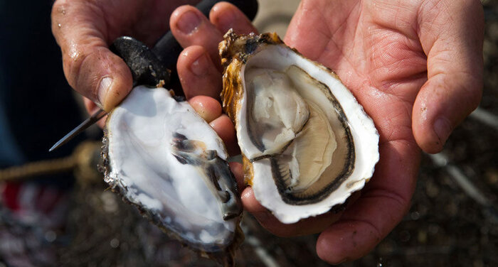 آبزی پروران بوشهری؛ پیشرو در توسعه اقتصاد دریا محور