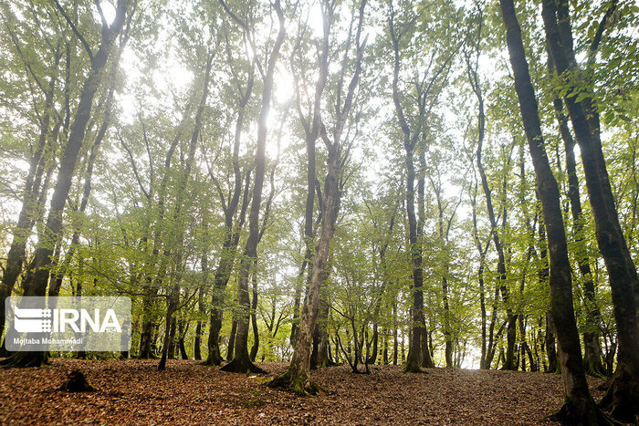 جنگلهای گیلان میراثی ارزشمند؛ نیازمند حفاظت همه جانبه