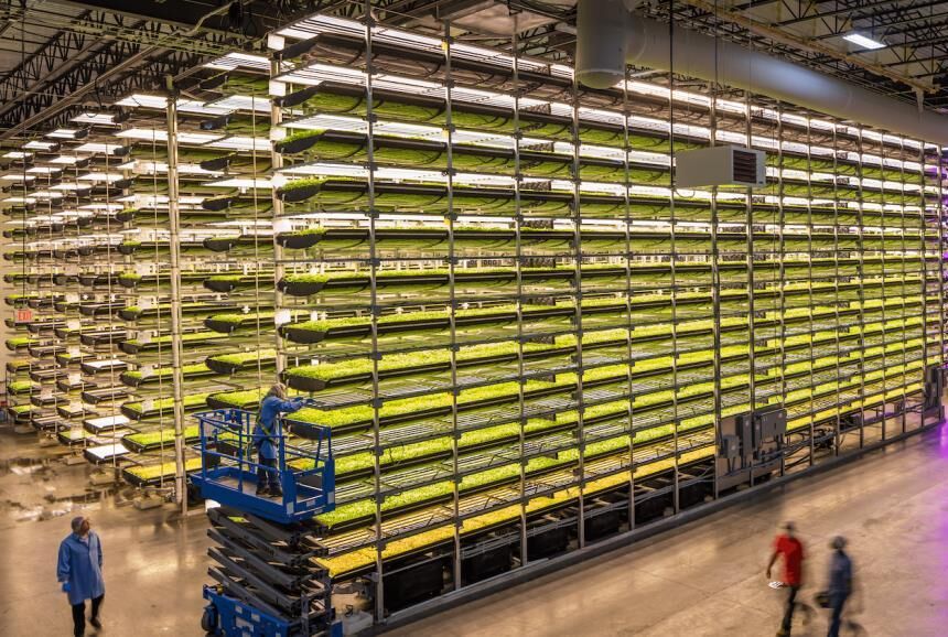 همایش بینالمللی کشاورزی در جیرفت با دعوت از پرچمدار مزارع عمودی جهان فراخوان داد