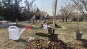 ۱۵ هزار نهال در شهرستان آستارا در حال توزیع است