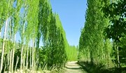 پویش کاشت درخت صنوبر در گلپایگان آغاز شد+ فیلم