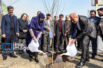 In photos: Foreign diplomats plant wild olive saplings in Tehran