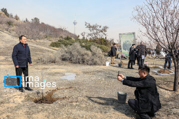 In photos: Foreign diplomats plant wild olive saplings in Tehran