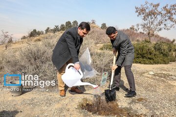 In photos: Foreign diplomats plant wild olive saplings in Tehran