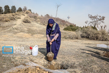 In photos: Foreign diplomats plant wild olive saplings in Tehran