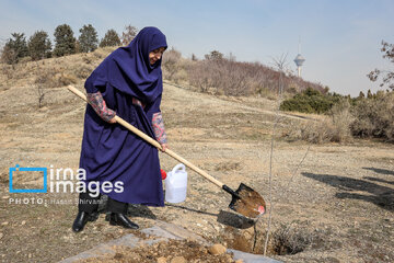 In photos: Foreign diplomats plant wild olive saplings in Tehran