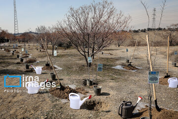In photos: Foreign diplomats plant wild olive saplings in Tehran