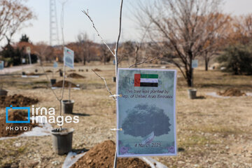 In photos: Foreign diplomats plant wild olive saplings in Tehran