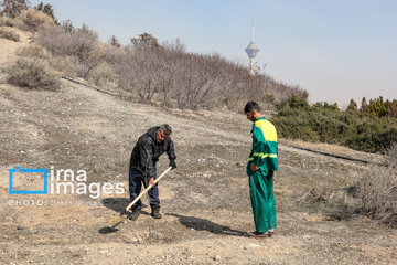 In photos: Foreign diplomats plant wild olive saplings in Tehran