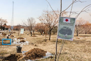 In photos: Foreign diplomats plant wild olive saplings in Tehran