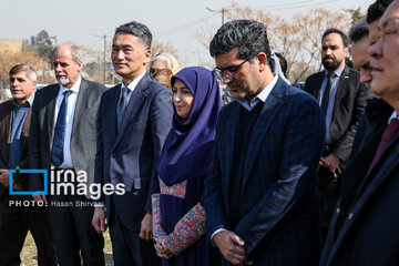 In photos: Foreign diplomats plant wild olive saplings in Tehran