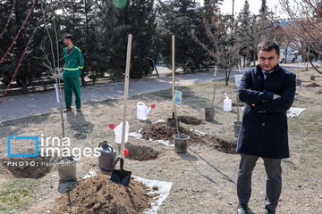 In photos: Foreign diplomats plant wild olive saplings in Tehran