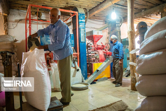 واکاوی افزایش قیمت برنج مازندران