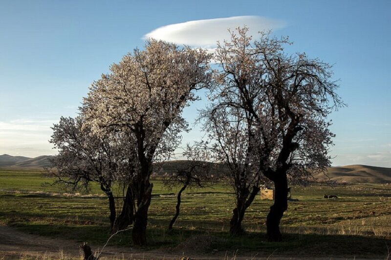 خنیاگران ترانهساز حیات/ توفیق خراسان رضوی در طرح کاشت درخت خنیاگران ترانهساز حیات/ توفیق خراسان رضوی در طرح کاشت درخت