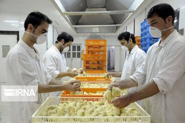 صادرات جوجه به افغانستان از مرز دوغارون ۱۰۰ درصد افزایش یافت