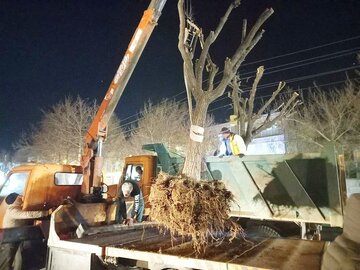 ماجرای قطع درختان بلوار شهید رجایی همدان چه بود؟