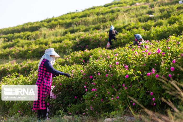 کشورهای منطقه مشتری محصولات کشاورزی ایران هستند/ صادرات باید در همه استانها نهادینه شود