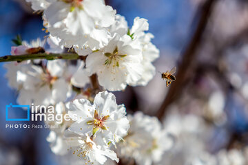 Early spring blossoms in Iran's Fars province