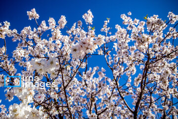 Early spring blossoms in Iran's Fars province