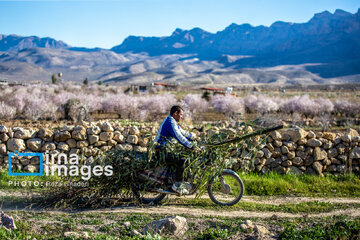 Early spring blossoms in Iran's Fars province