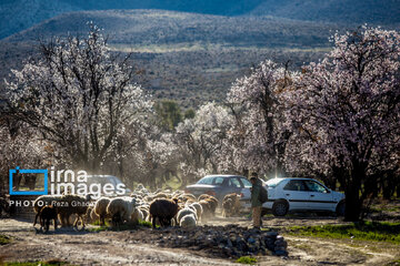 Early spring blossoms in Iran's Fars province