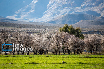 Early spring blossoms in Iran's Fars province