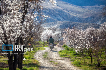 Early spring blossoms in Iran's Fars province