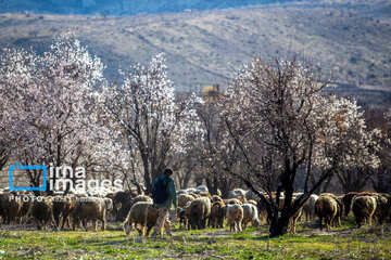 Early spring blossoms in Iran's Fars province