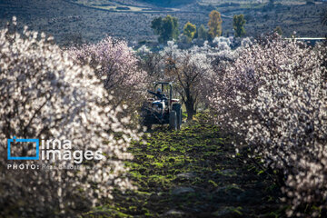 Early spring blossoms in Iran's Fars province