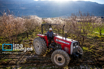 Early spring blossoms in Iran's Fars province