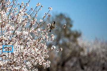 Early spring blossoms in Iran's Fars province