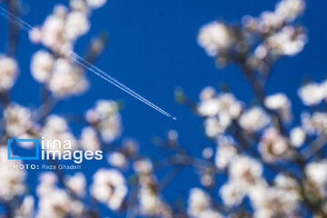 Early spring blossoms in Iran's Fars province