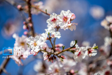 Early spring blossoms in Iran's Fars province
