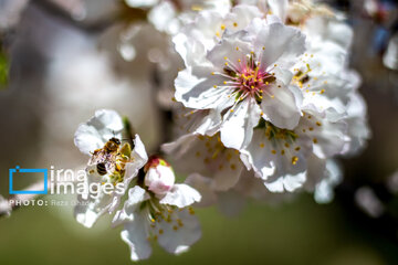 Early spring blossoms in Iran's Fars province