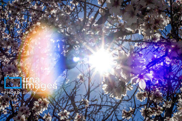Early spring blossoms in Iran's Fars province