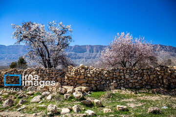 Early spring blossoms in Iran's Fars province