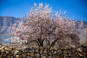 Early spring blossoms in Iran's Fars province