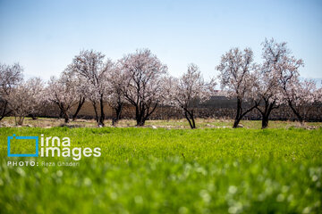 Early spring blossoms in Iran's Fars province