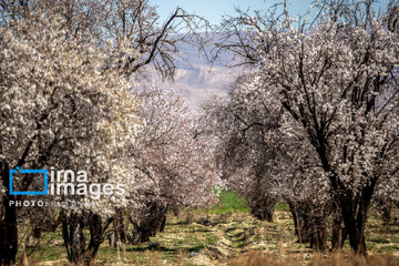 Early spring blossoms in Iran's Fars province