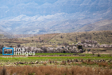 Early spring blossoms in Iran's Fars province