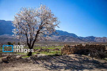 Early spring blossoms in Iran's Fars province