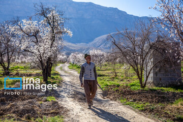 Early spring blossoms in Iran's Fars province