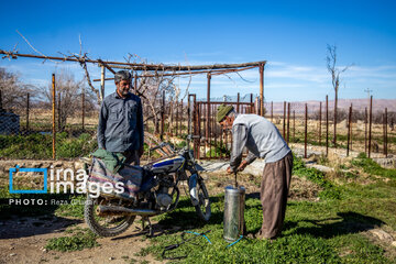 Early spring blossoms in Iran's Fars province