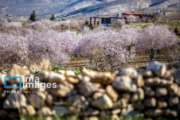 Early spring blossoms in Iran's Fars province