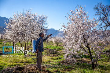 Early spring blossoms in Iran's Fars province